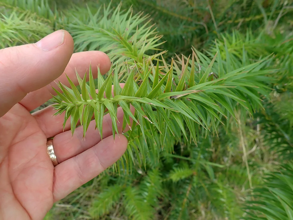 Cunninghamia Lanceolata
