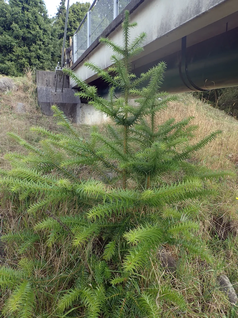 Cunninghamia Lanceolata