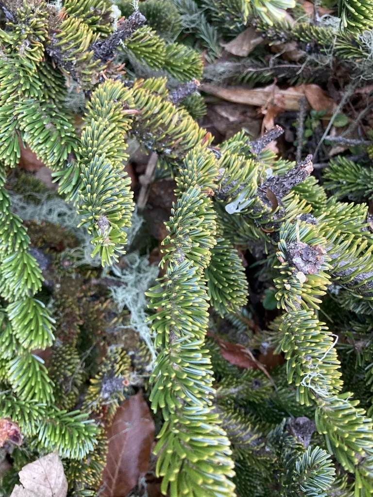 Abies Nordmanniana