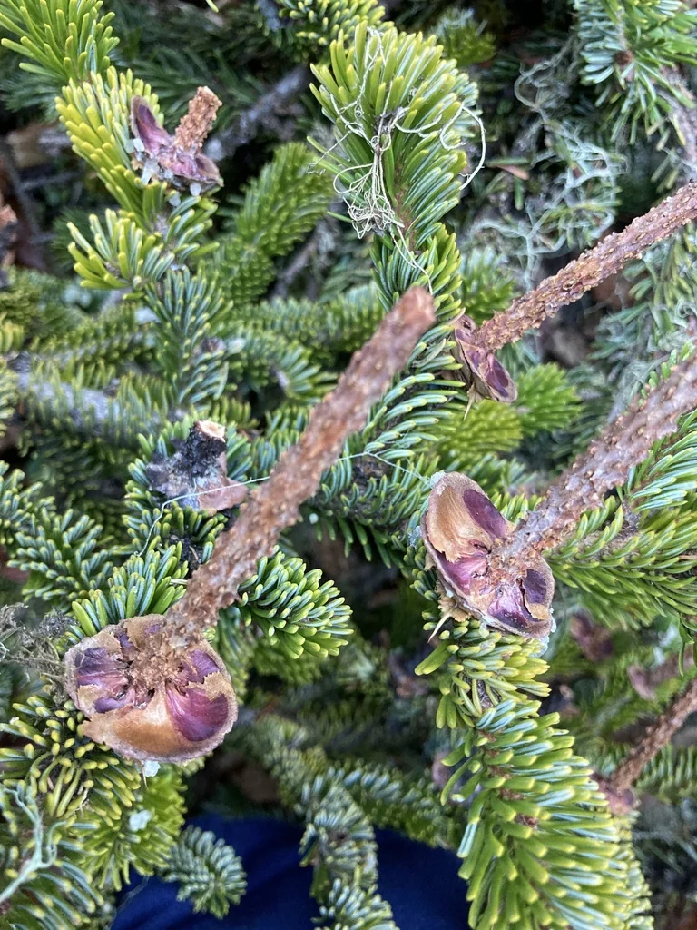 Abies Nordmanniana