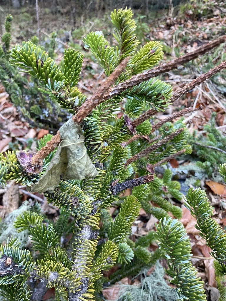 Abies Nordmanniana