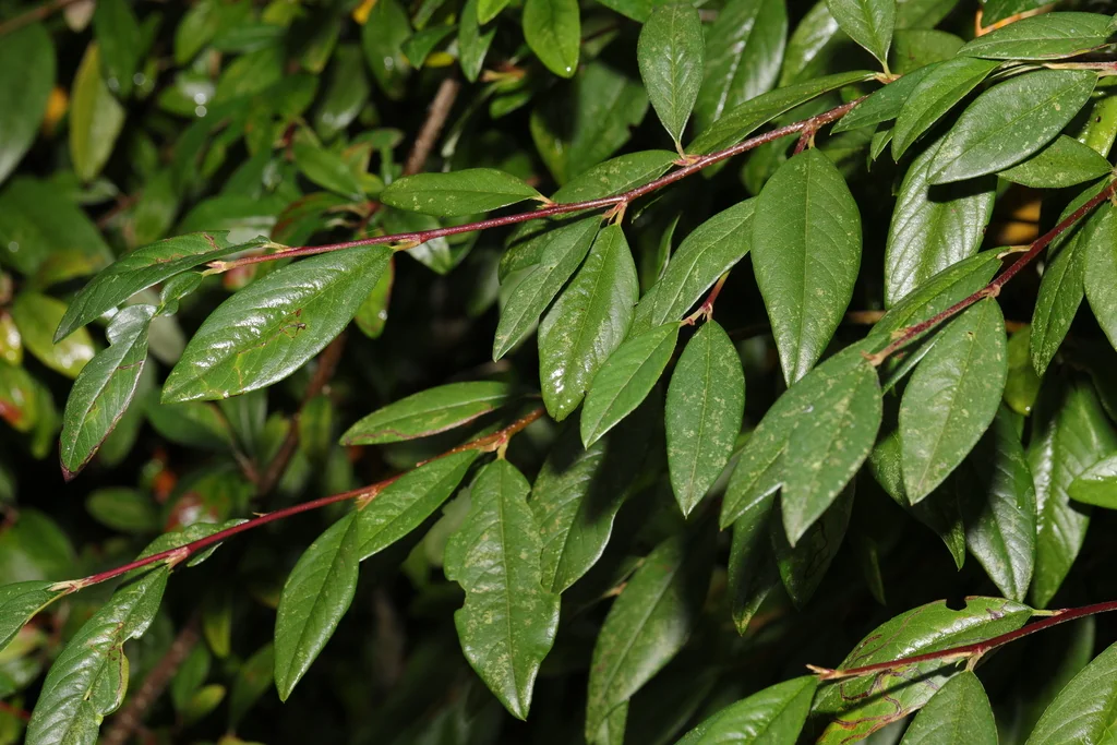 Cotoneaster Salicifolius