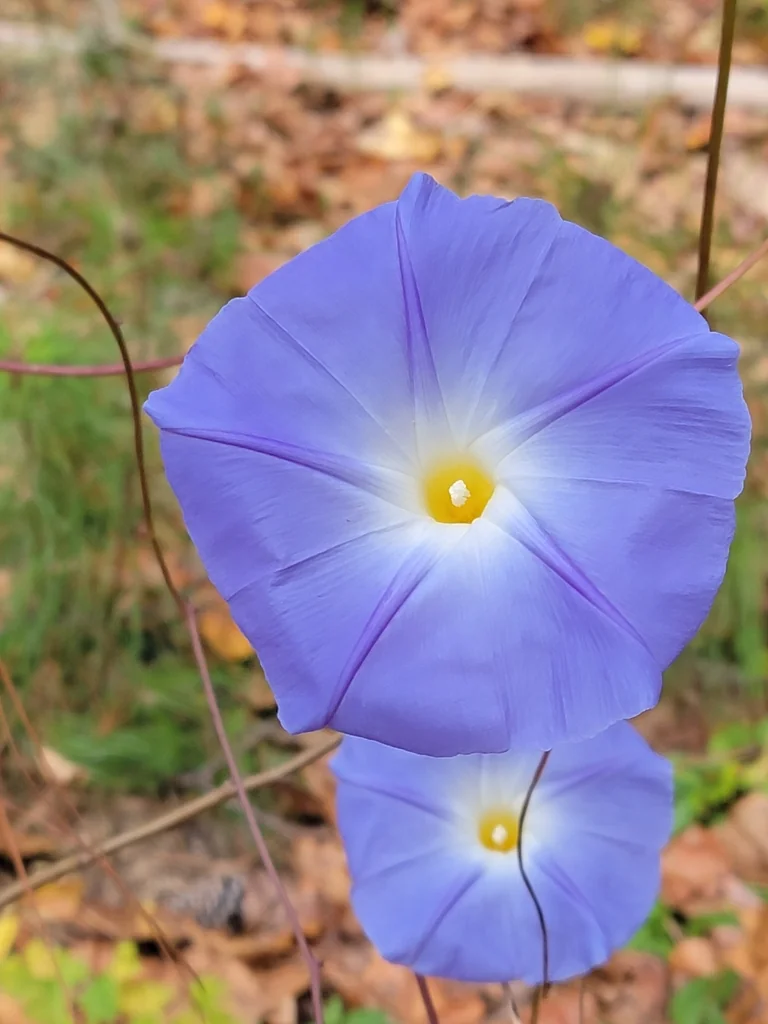 Ipomoea Tricolor