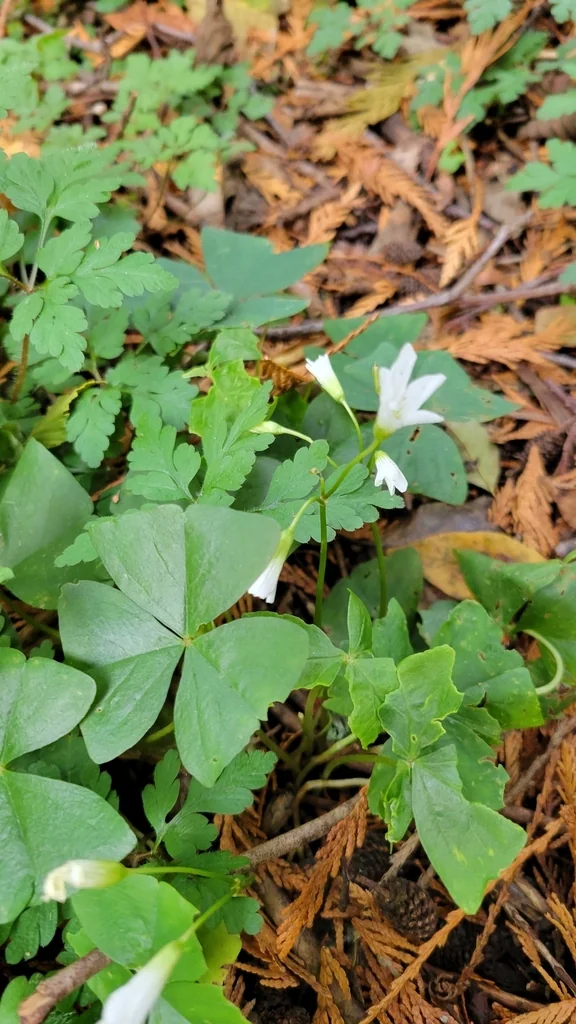Oxalis Triangularis