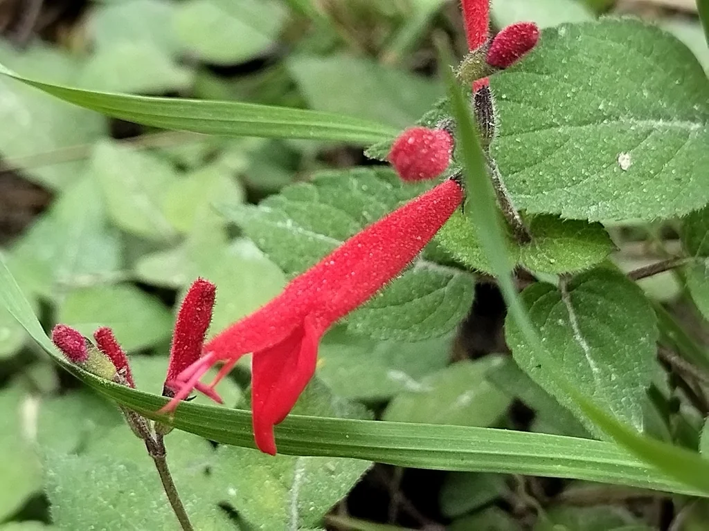 Salvia Elegans