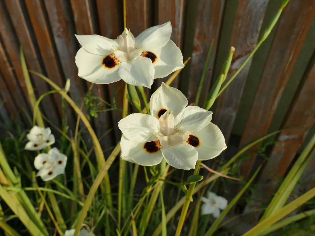 Dietes Bicolor