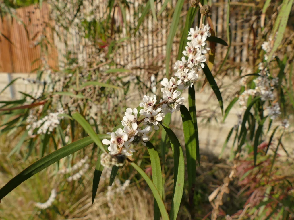 Agonis Flexuosa