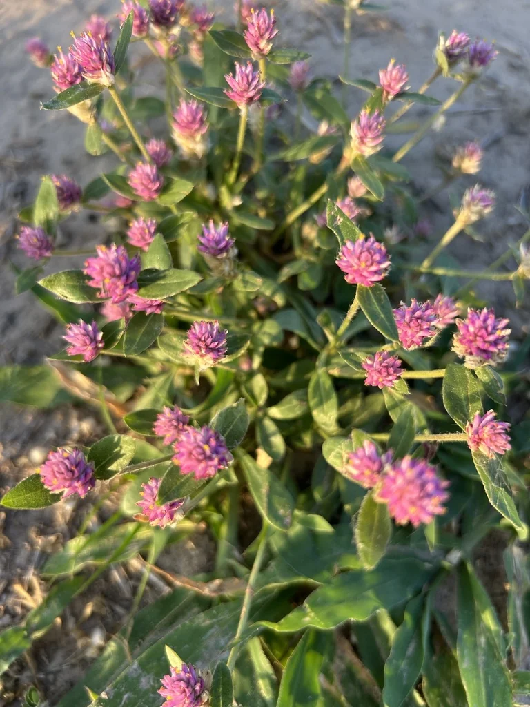Gomphrena Globosa