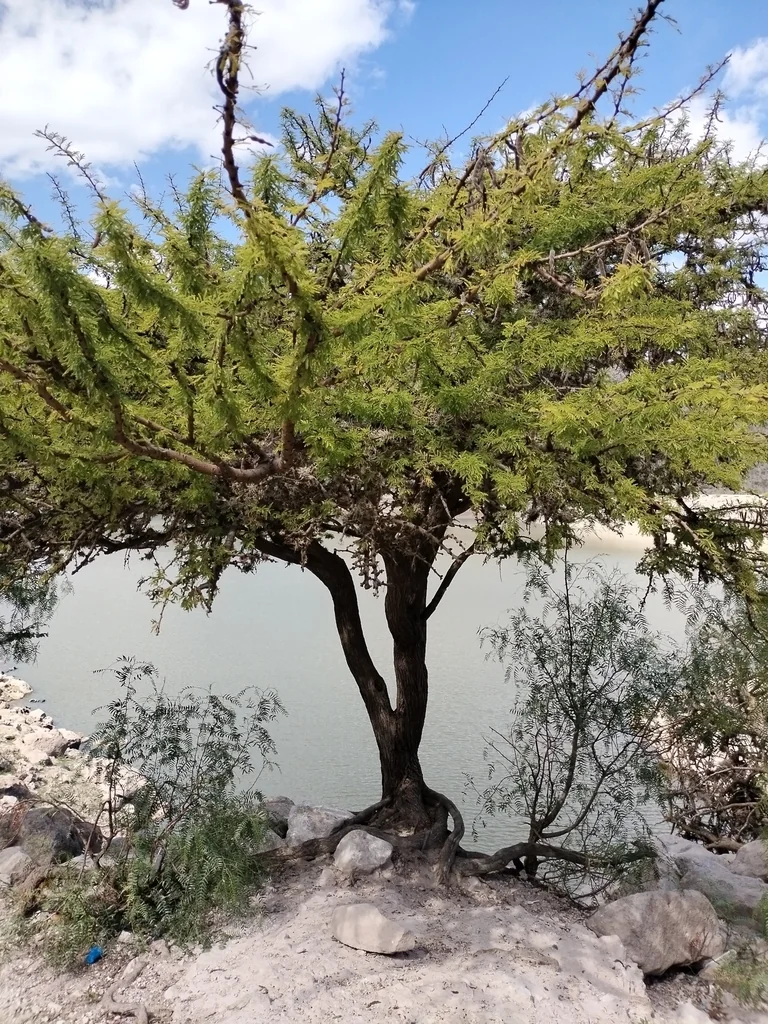 Acacia Schaffneri