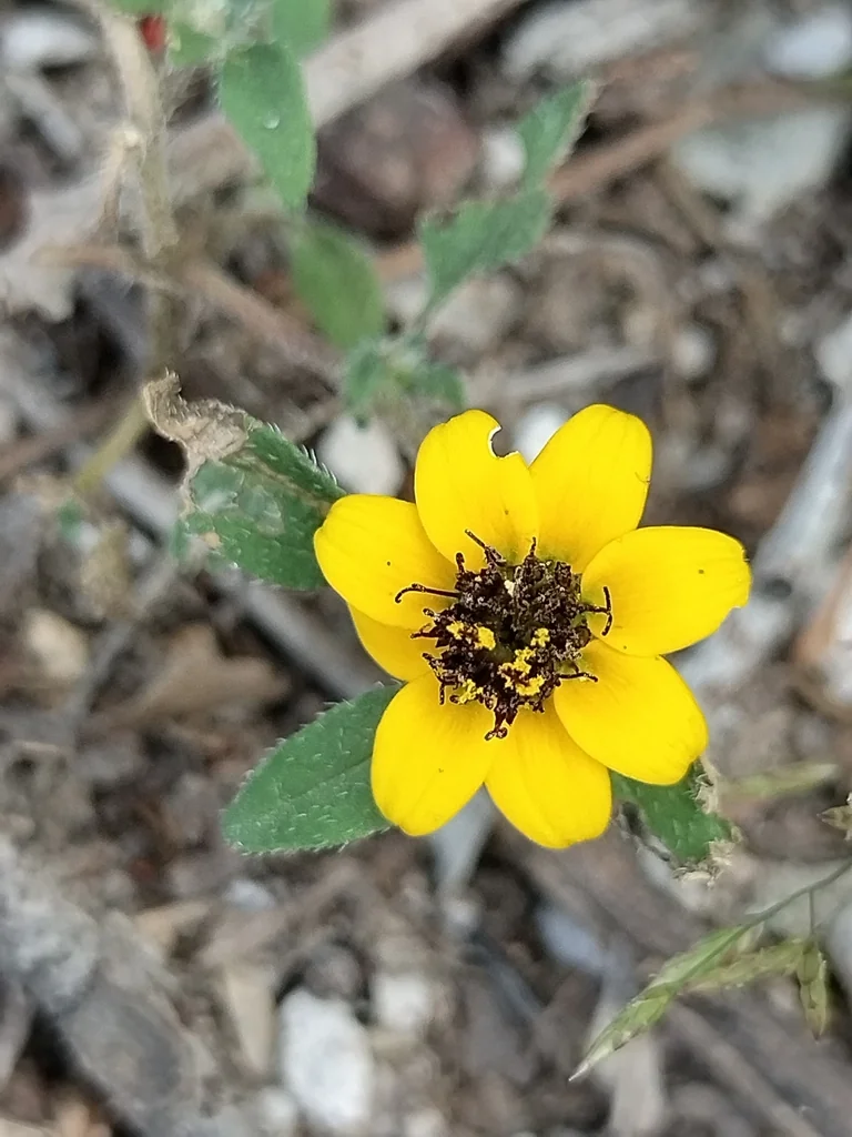 Sanvitalia procumbens