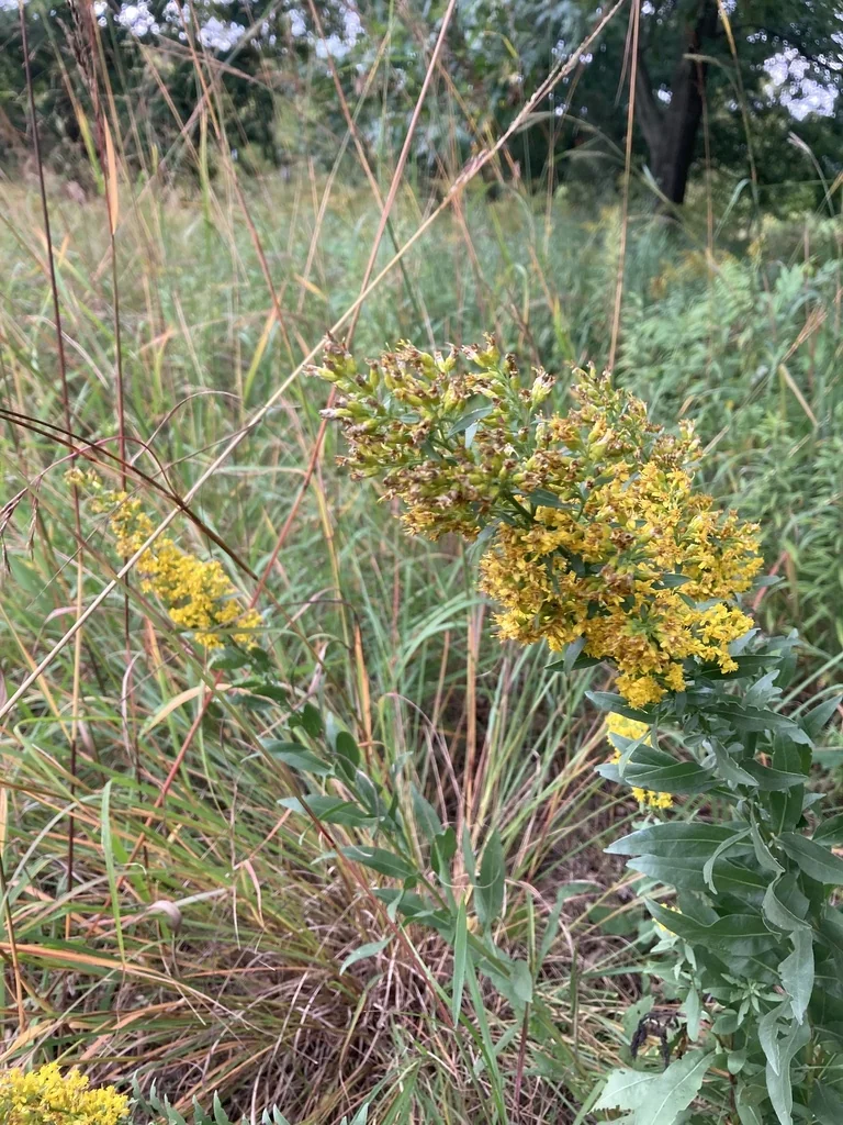 Solidago Speciosa