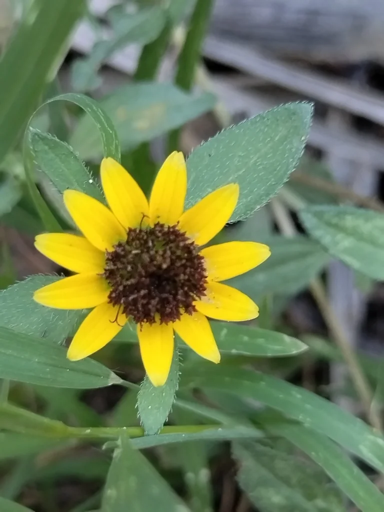 Sanvitalia procumbens