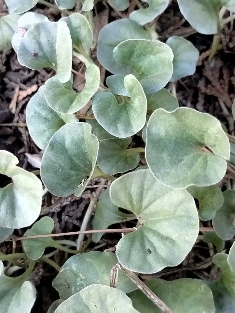Dichondra argentea