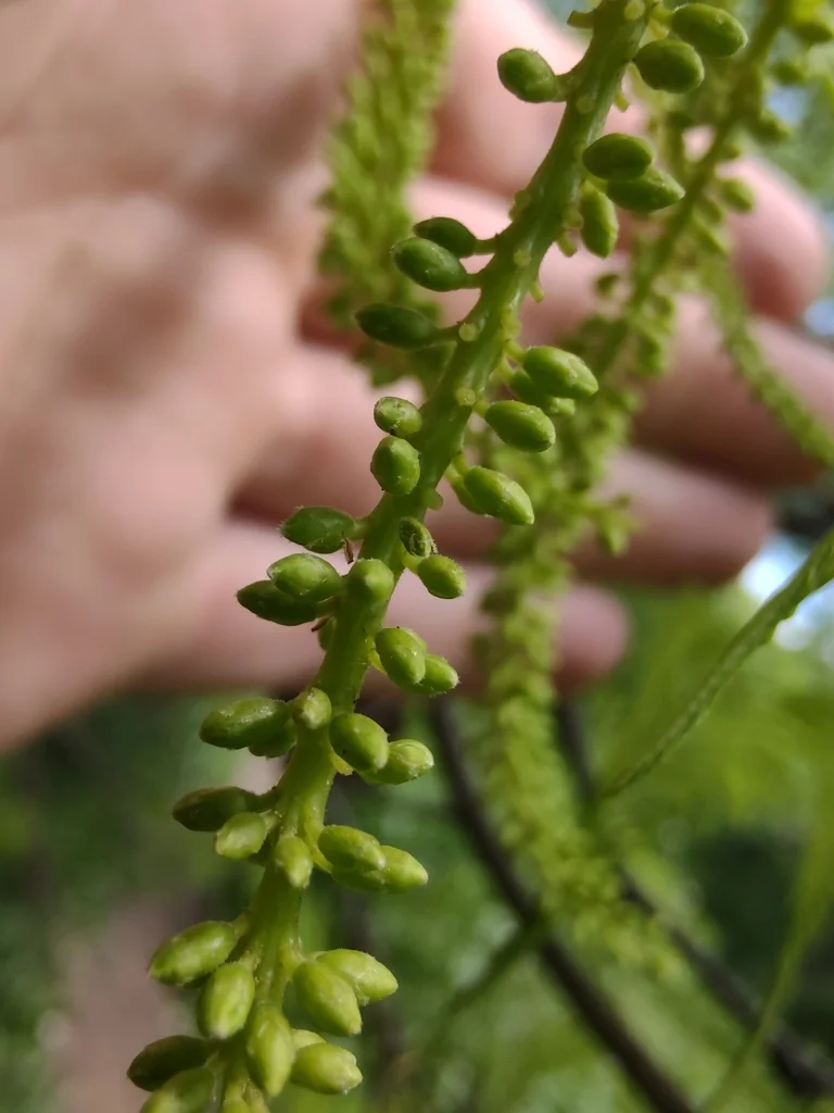 Prosopis Alba