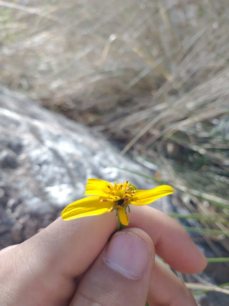Bidens ferulifolia