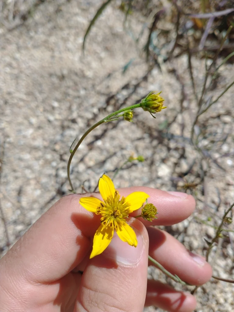 Bidens ferulifolia