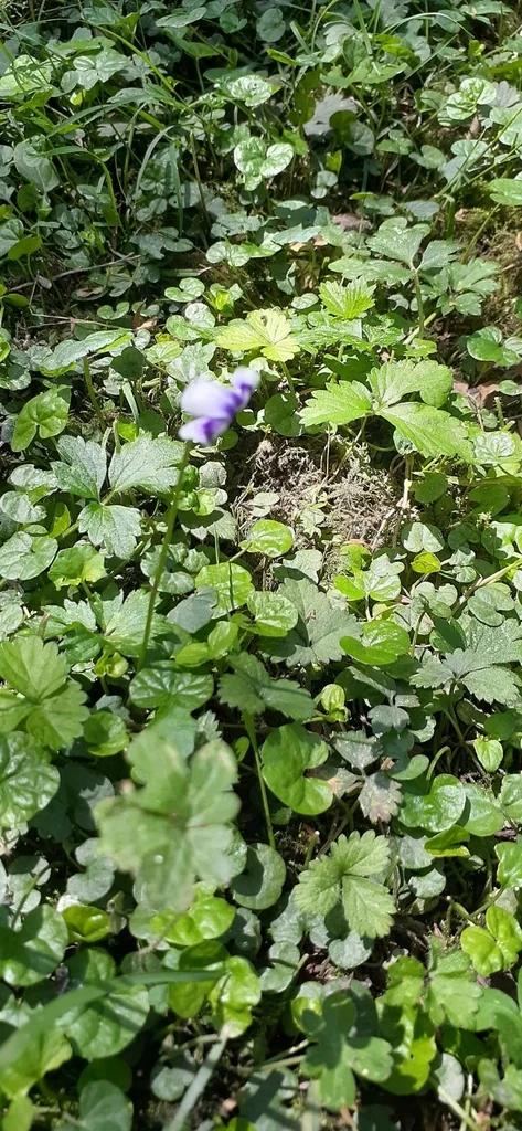 Viola hederacea