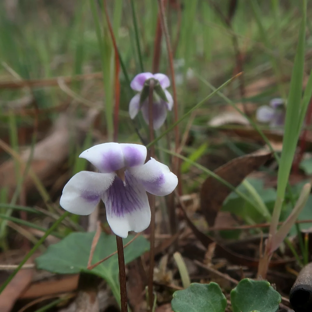 Viola hederacea