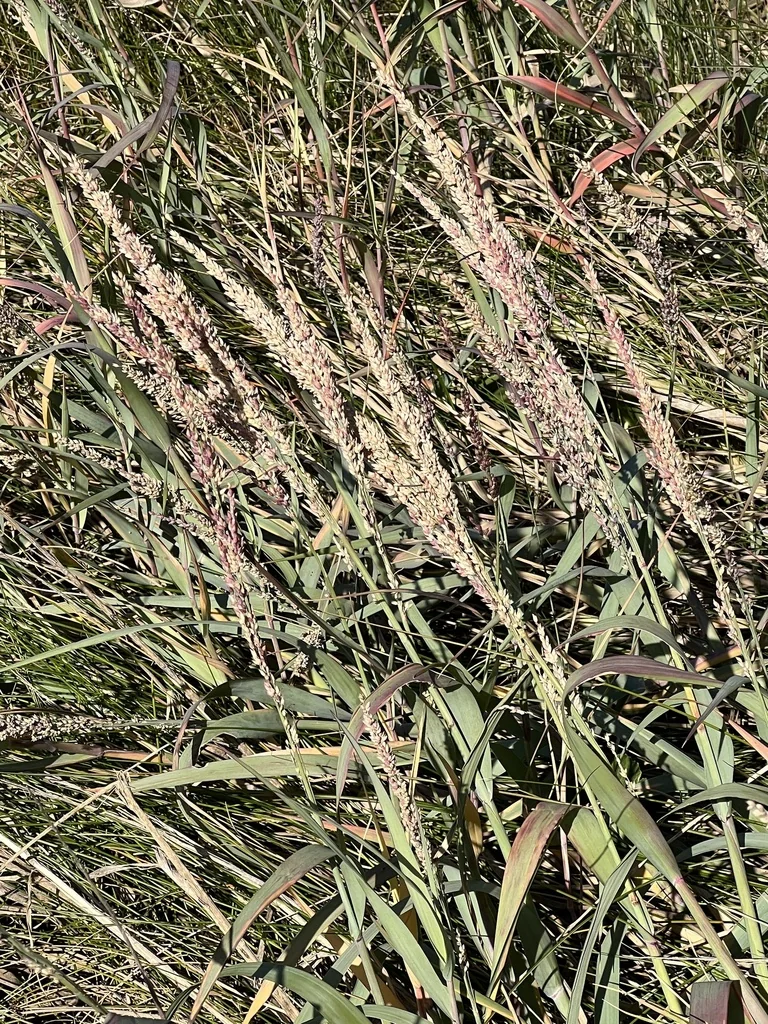 Panicum Amarum