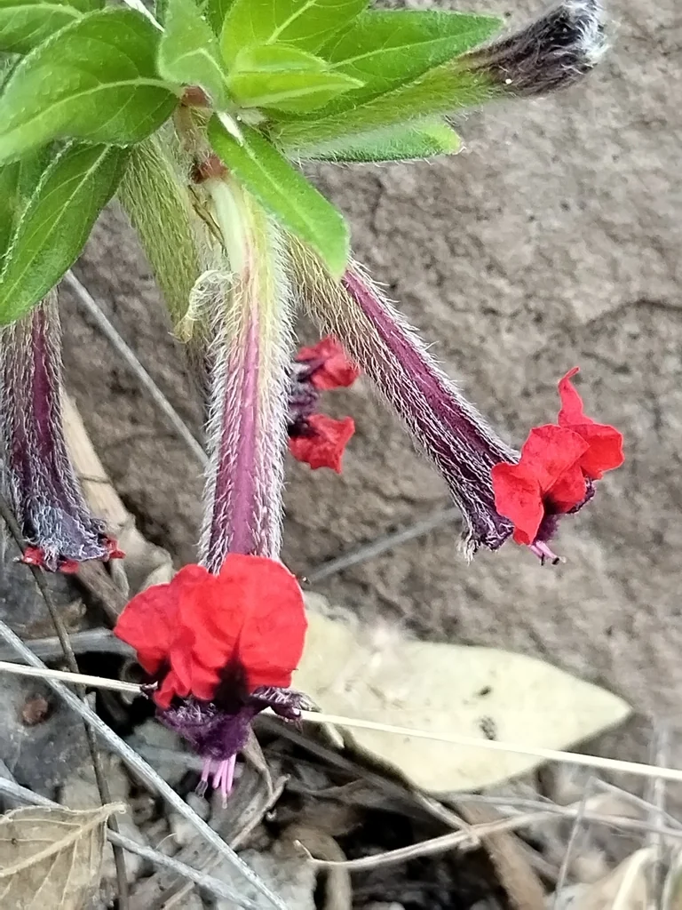 Cuphea Llavea