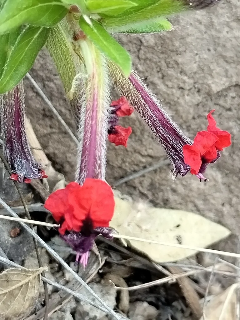 Cuphea Llavea
