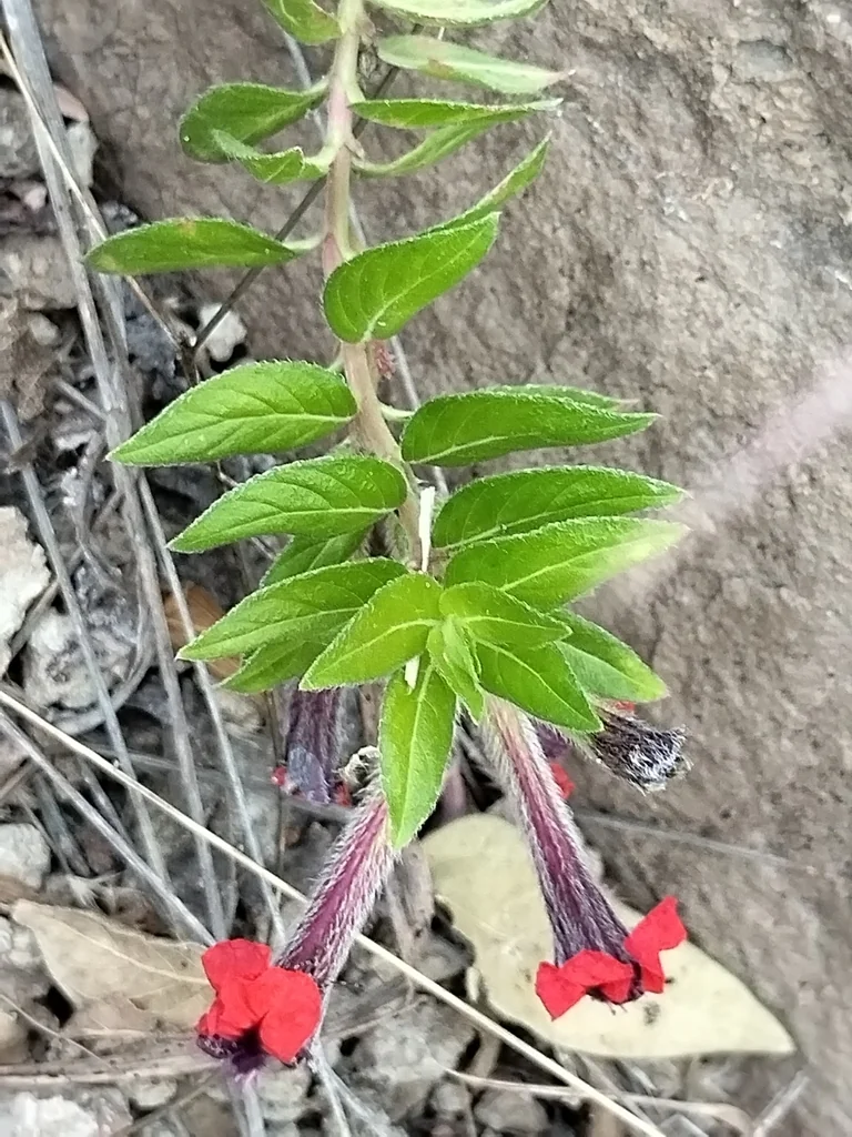 Cuphea Llavea