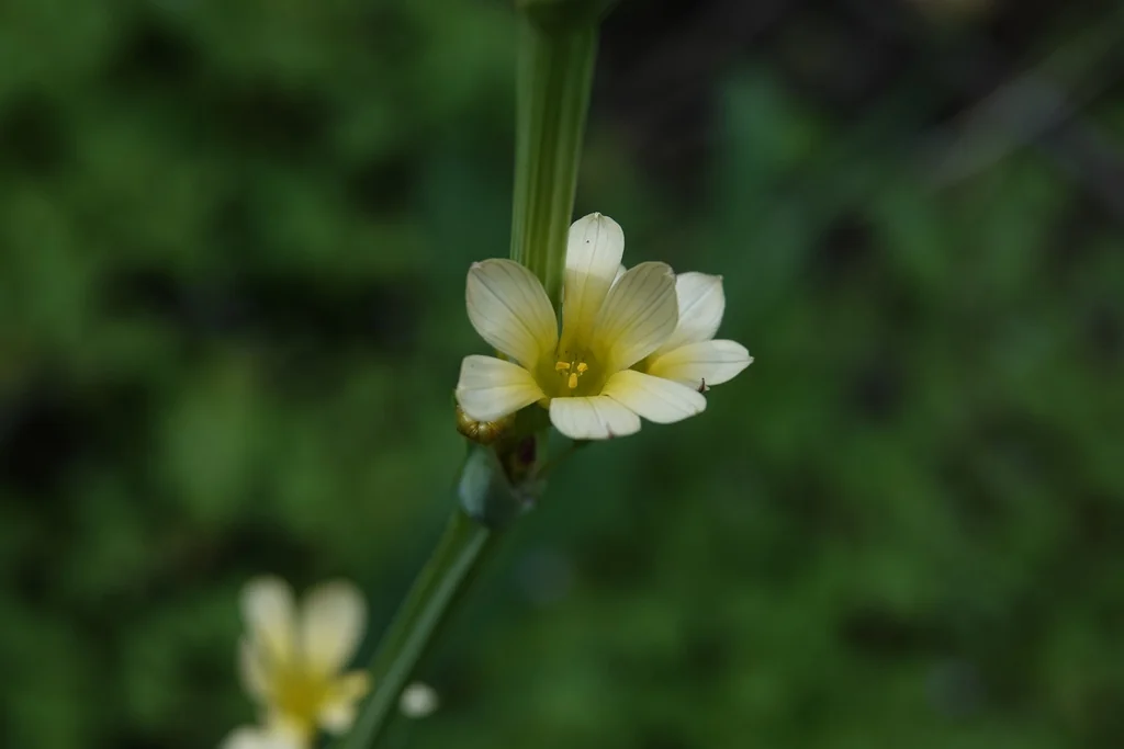 Sisyrinchium Striatum