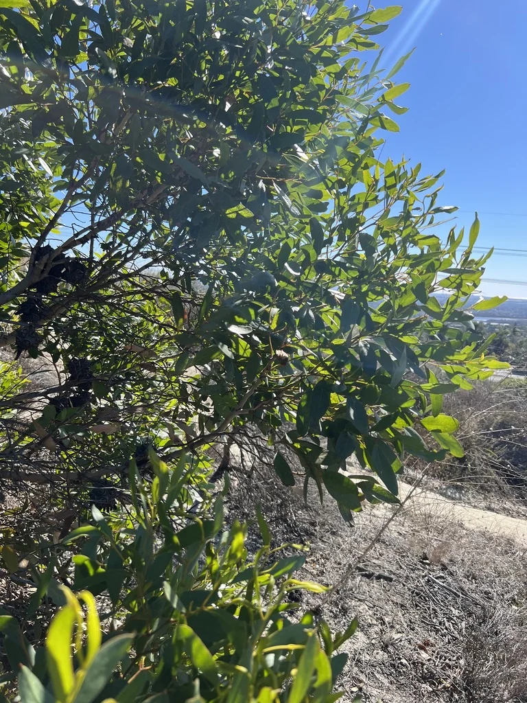Eucalyptus Conferruminata