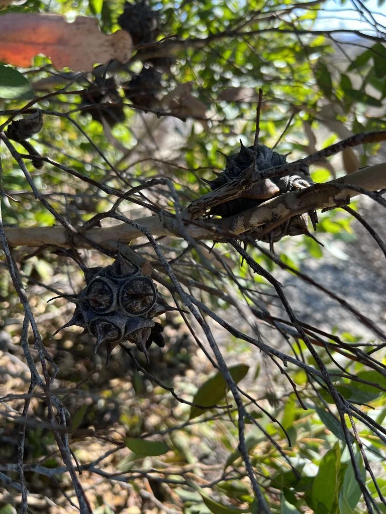Eucalyptus Conferruminata