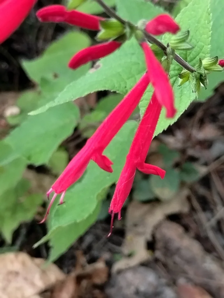 Salvia Elegans
