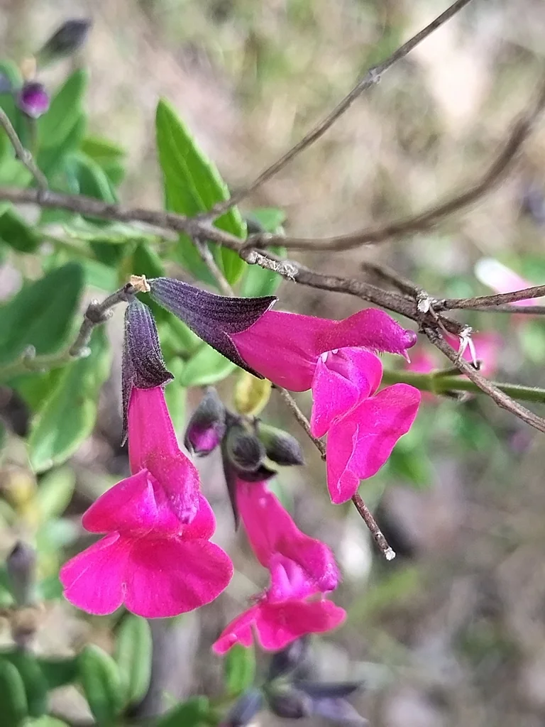 Salvia Microphylla