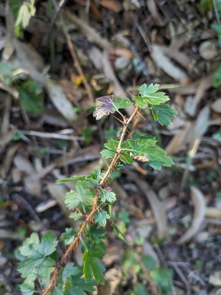 Ribes Menziesii