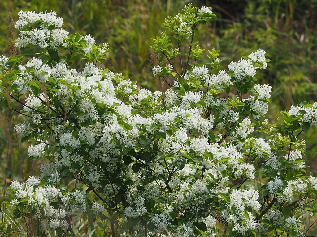 Chionanthus Retusus