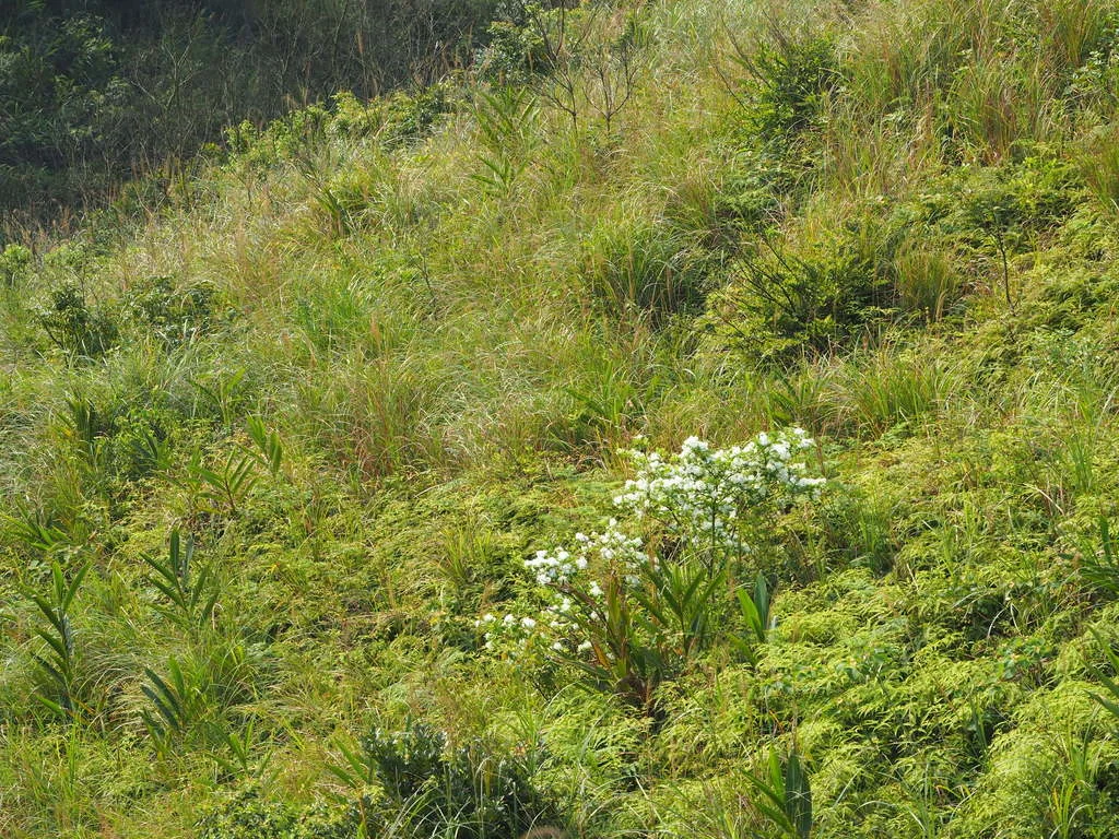Chionanthus Retusus