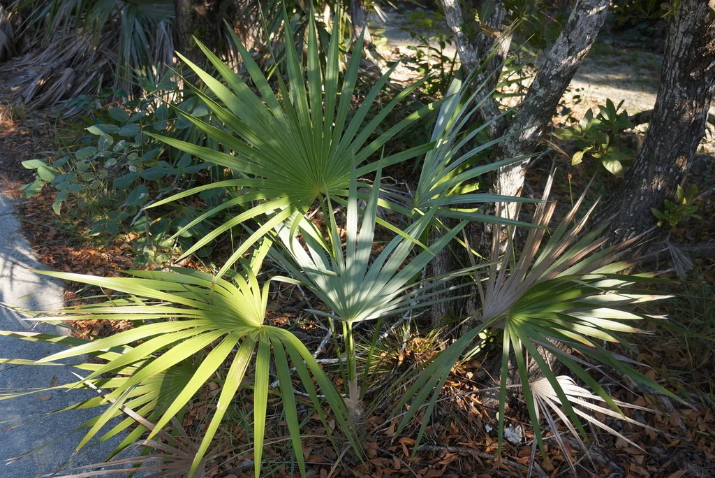 Leucothrinax Morrisii