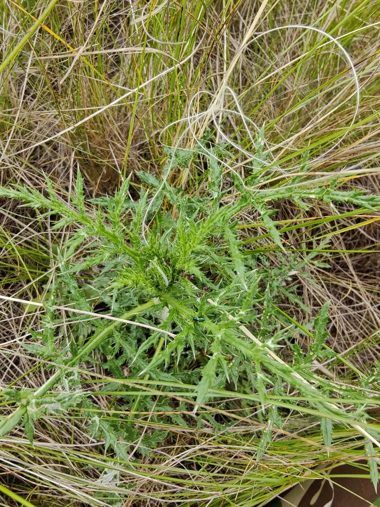 Echinops Ritro Ruthenicus