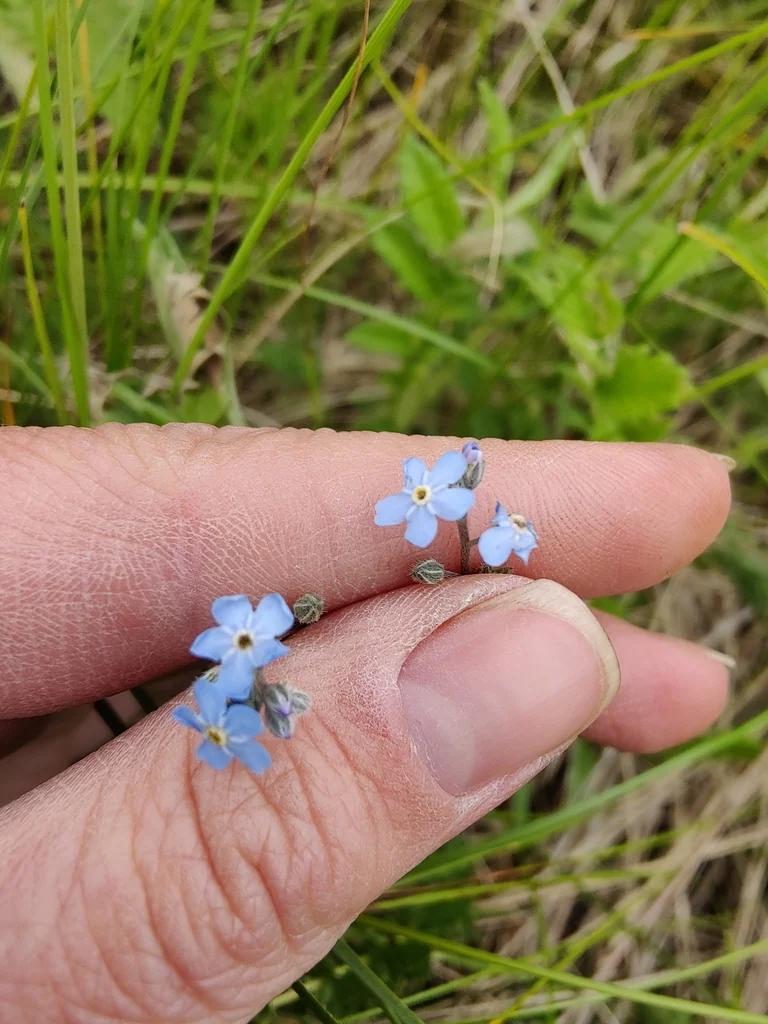 Myosotis Alpestris