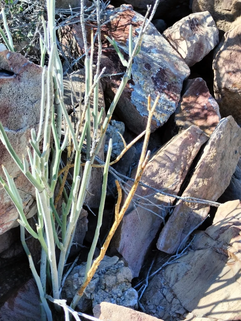 Pedilanthus Macrocarpus