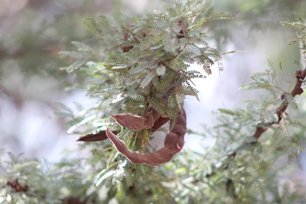 Acacia Schaffneri