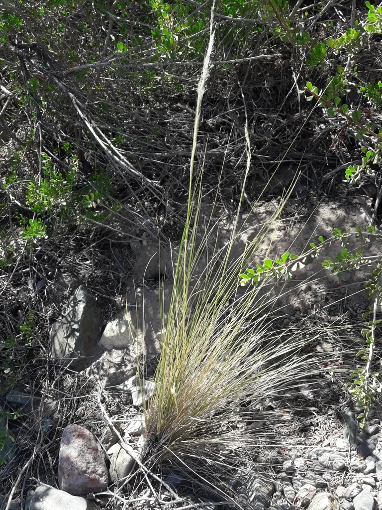 Stipa Ichu