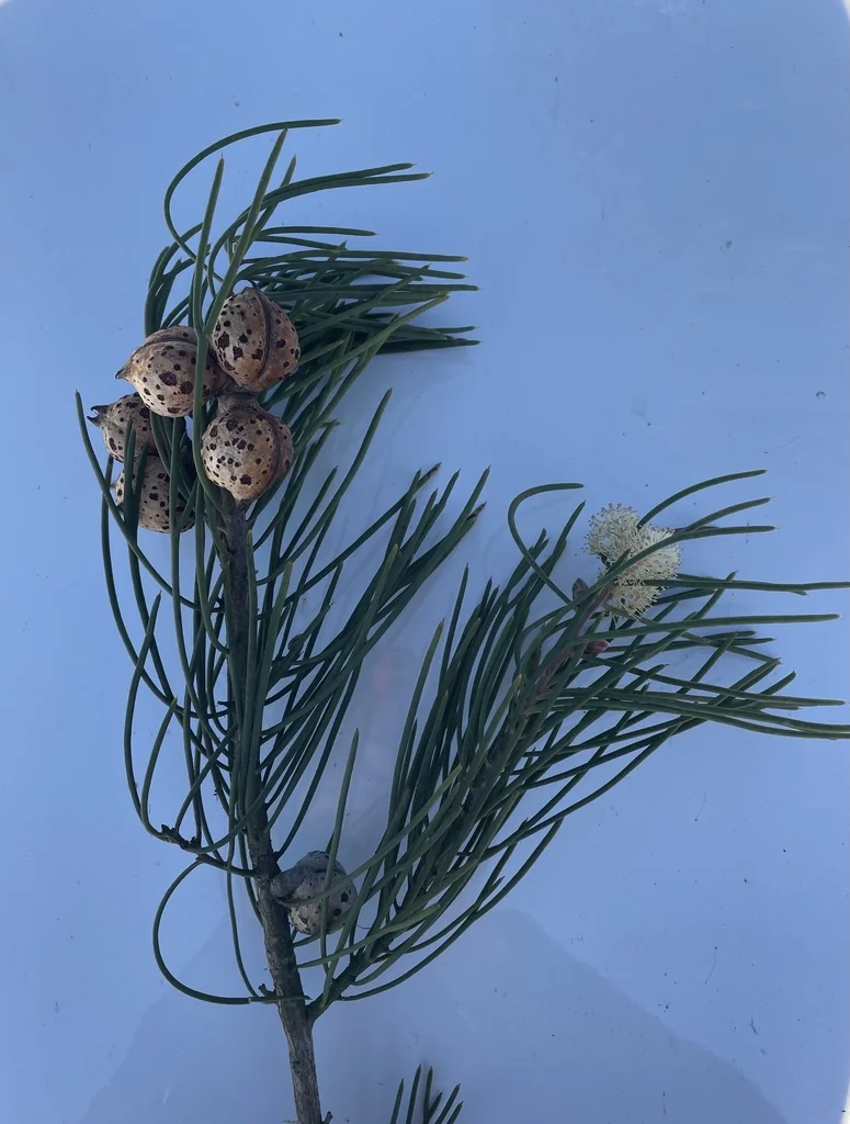 Hakea Suaveolens