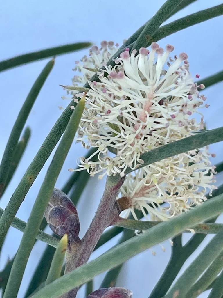Hakea Suaveolens