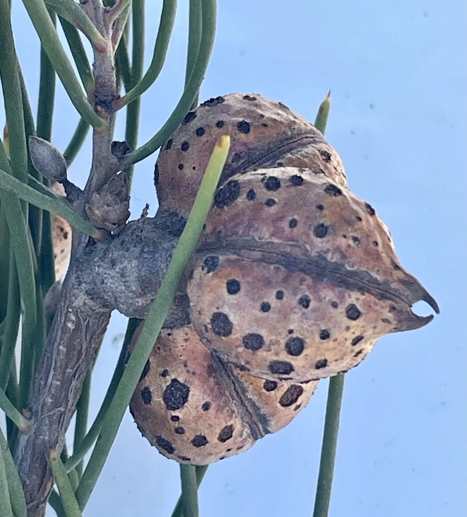 Hakea Suaveolens