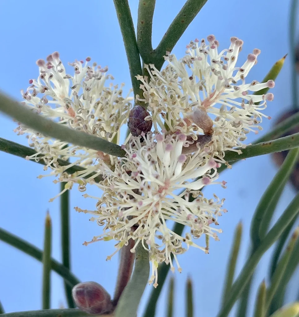 Hakea Suaveolens