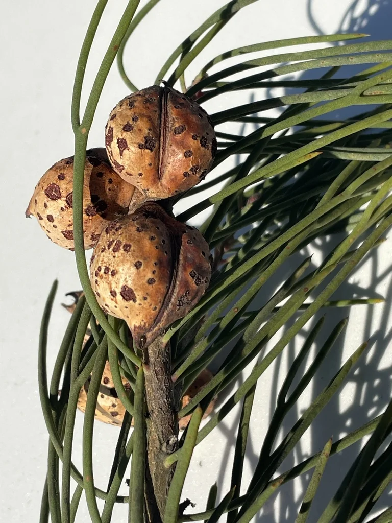 Hakea Suaveolens