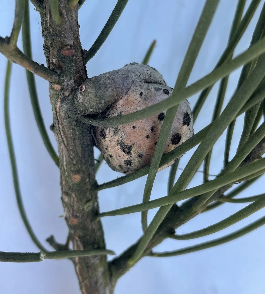 Hakea Suaveolens