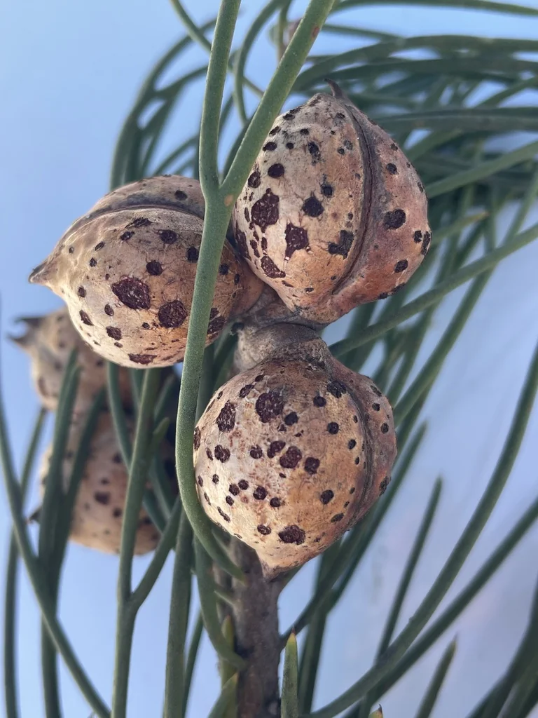 Hakea Suaveolens