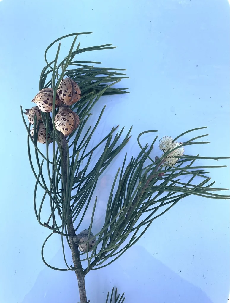Hakea Suaveolens