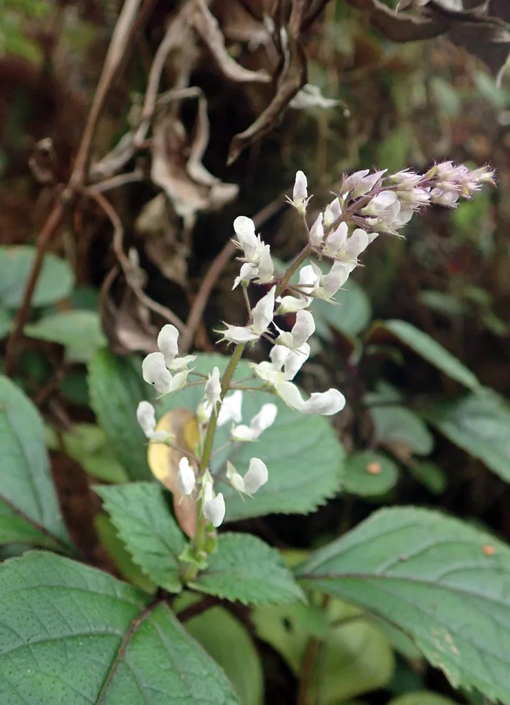 Plectranthus ciliatus