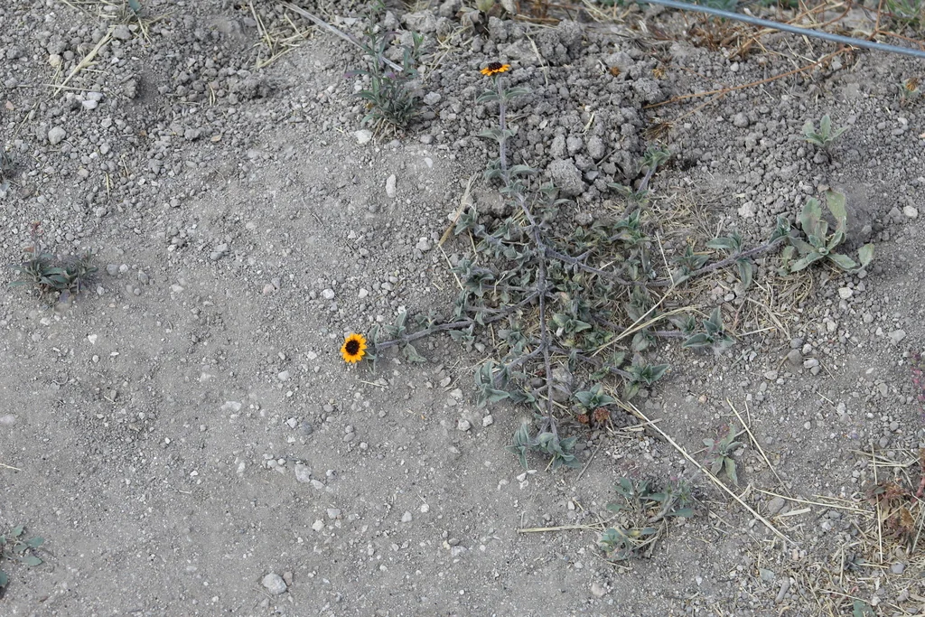 Sanvitalia procumbens